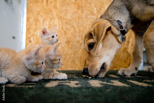 Fototapeta Naklejka Na Ścianę i Meble -  small orange cats playing with each other and a puppy dog