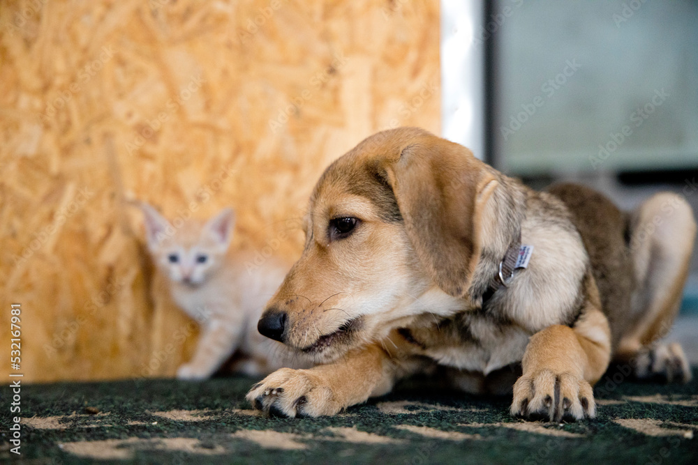 small orange cats playing with each other and a puppy dog small orange cats playing with each other and a puppy dog
