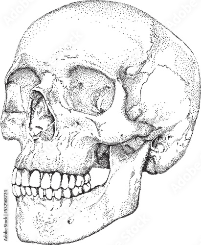 Ręcznie rysowana kropkami anatomiczna czaszka.