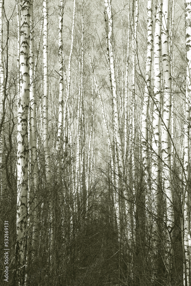 Beautiful birch trees in autumn