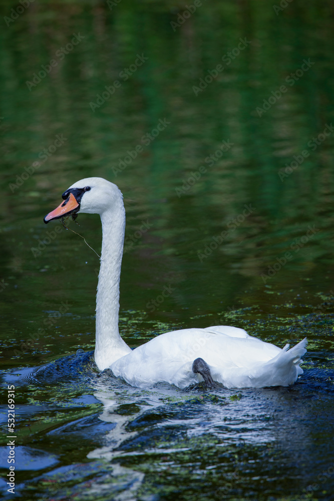 the swan on a lake in an autumn day the swan on a lake in an autumn day