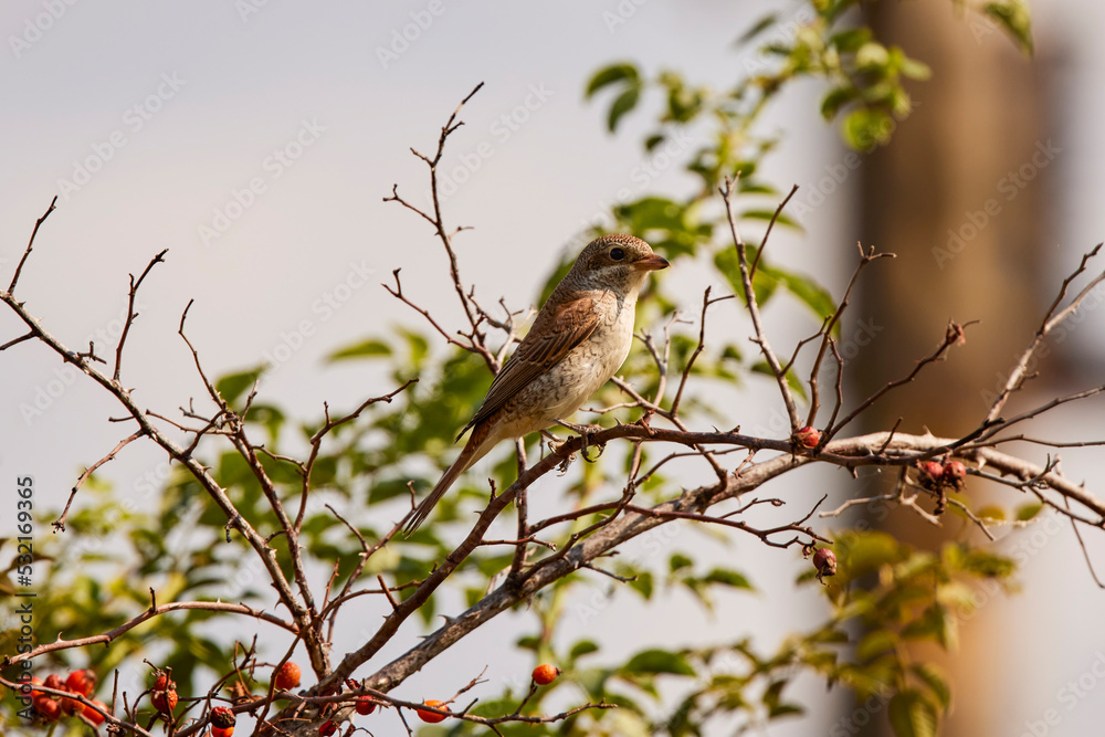 Sfrânciocul Roșiatic, (Lanius collurio) sitting on a branch Sfrânciocul Roșiatic, (Lanius collurio) sitting on a branch