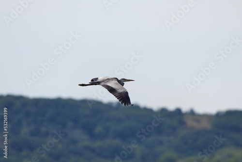 Great Blue Herron flying through the country side © czamfir