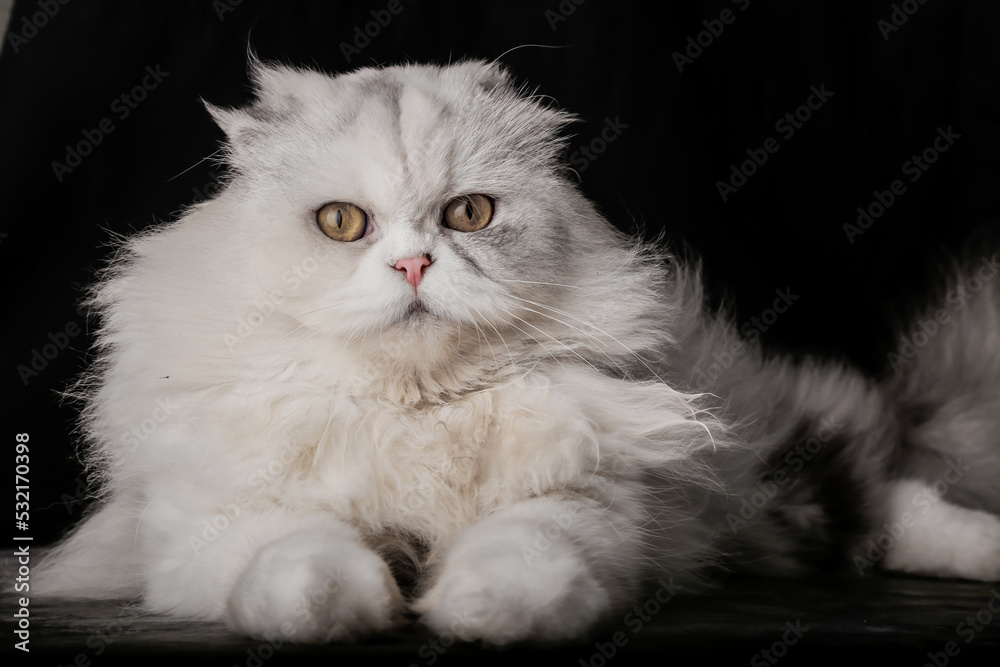 Portrait of a cat of the cottish fold persian