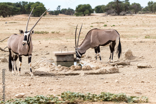 Oryx or Gemsbok antelope (Oryx gazella) in the wild of Kgalagadi Transfrontier national park in South Africa drinking from a water hole or watering hole in nature photo