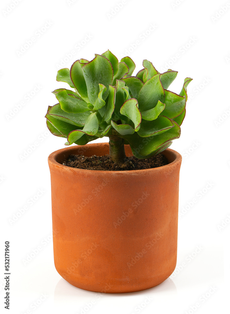 Crassula arborescens subs. undulatifolia in a ceramic pot isolated on white background.