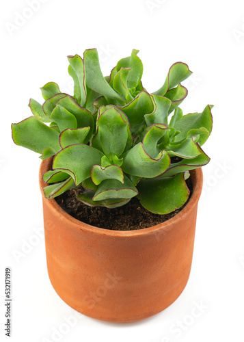 Foto Crassula arborescens subs