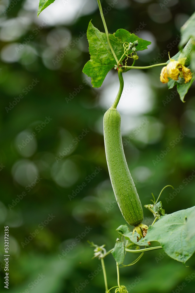 fresh green loofah with green background fresh green loofah with green background