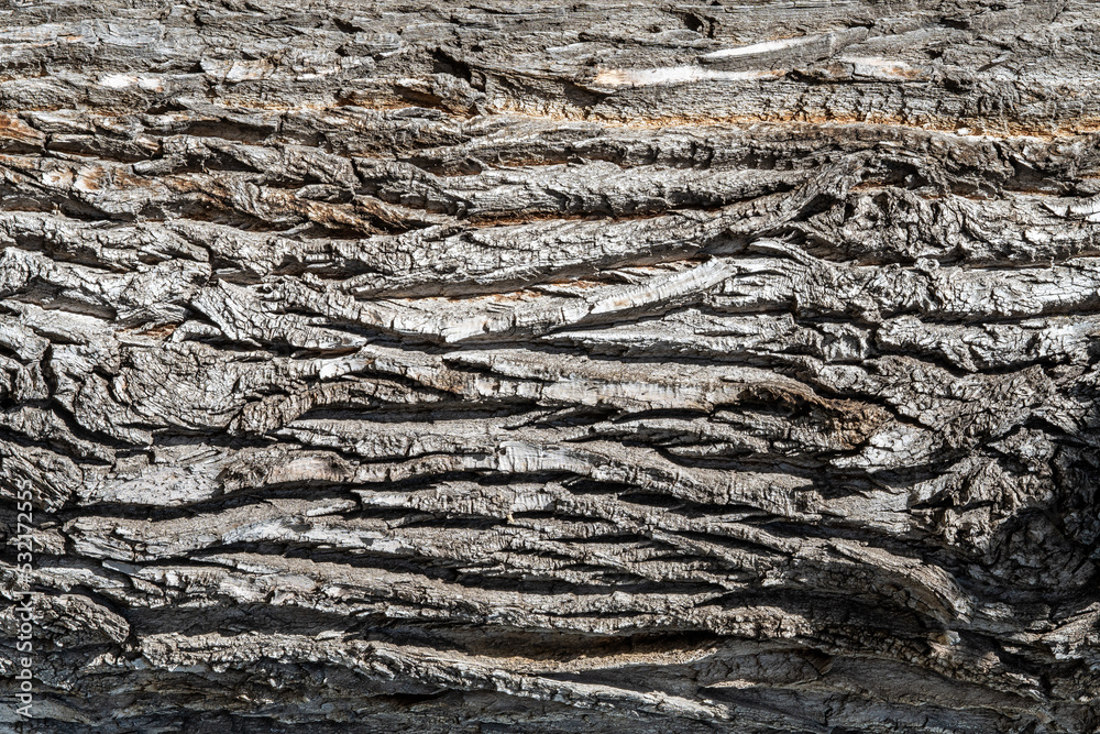 Texture of a dry tree bark of an old tree. Closeup tree bark background. Texture of a dry tree bark of an old tree. Closeup tree bark background.