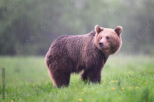 Young brown bear female watching back in the rain in the meadow in the forest