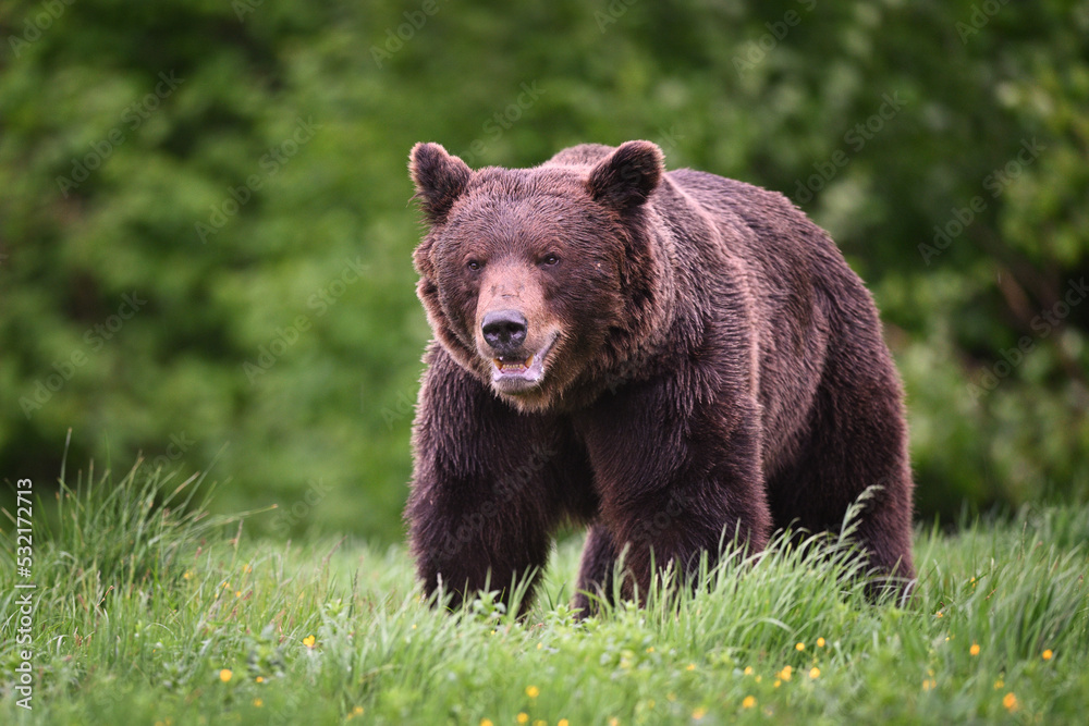 Fototapeta premium Old brown bear male breathing front view in the meadow in the forest