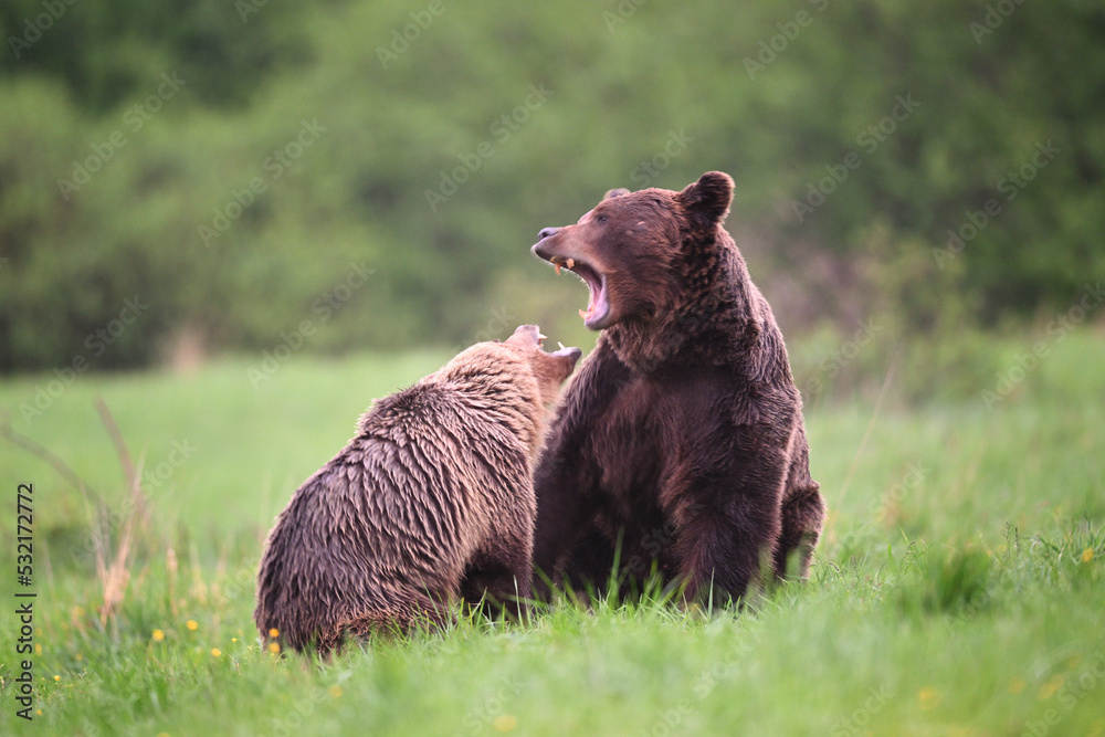 Fototapeta premium Brown bear couple screaming each other in the meadow in the forest in the evening