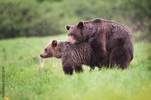 Brown bear couple mating side view in the meadow in the forest in the evening