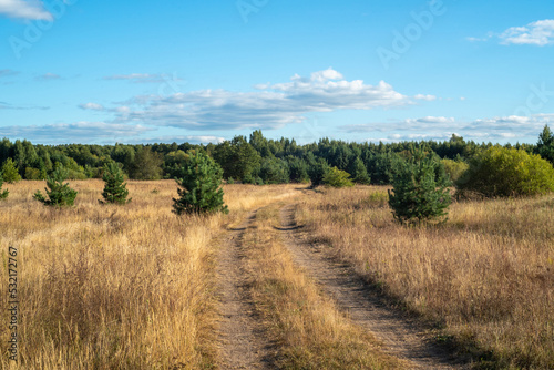 Field road in the countryside on a summer day. Green young pines, blue sky, dry grass.