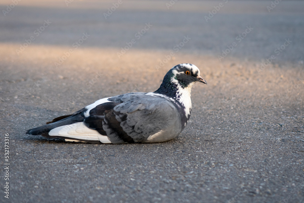 Obraz premium Pigeon sitiing on asphalt on afternoon. White and black bird with gray wings. Selective focus