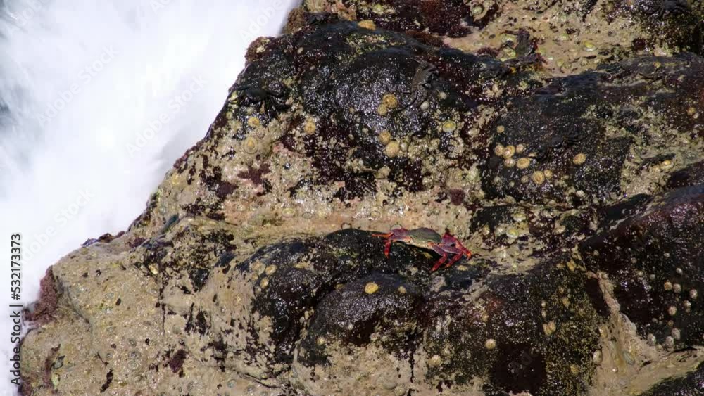 Eine auf einem Felsen sitzende Krabbe wird von einer Welle Überspült. Im Hintergrund sind weitere Krabben. Nahaufnahme. Eine auf einem Felsen sitzende Krabbe wird von einer Welle Überspült. Im Hintergrund sind weitere Krabben. Nahaufnahme.