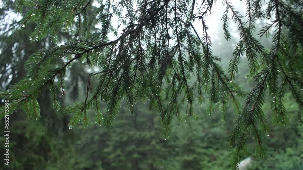 Close-up of pine branches with raindrops. Wind and bad weather in the forest in the mountains. Landscape slow motion video of dripping dew drops. High quality 4k footage