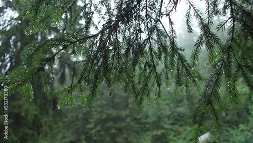 Close-up of pine branches with raindrops. Wind and bad weather in the forest in the mountains. Landscape slow motion video of dripping dew drops. High quality 4k footage