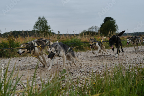Happy dog team is working very hard. Sled dog competitions in autumn in cloudy weather. Mongrel dogs strong and hardy in harnesses together start pulling and running forward.