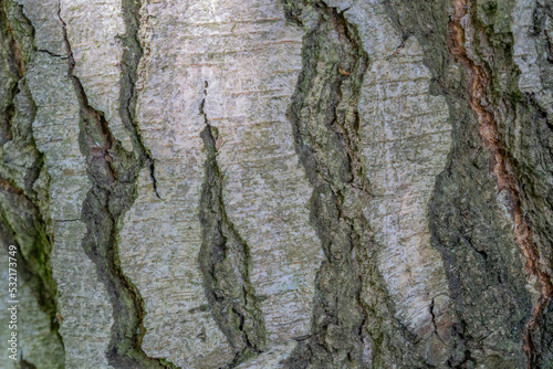 Bark texture from a tree in the English countryside