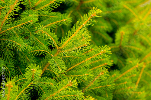 Fir branches close-up. Coniferous trees in the forest. Winter Christmas background. Christmas background, beautiful nature