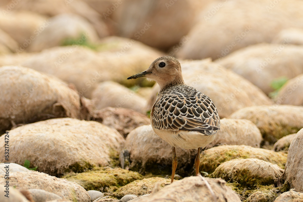 Buff Breasted sandpiper walks along rocky shore of Lake Ontario during its fall migration south Buff Breasted sandpiper walks along rocky shore of Lake Ontario during its fall migration south