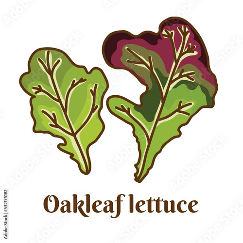 Hand drawn vector illustration of oakleaf lettuce isolated on white background.