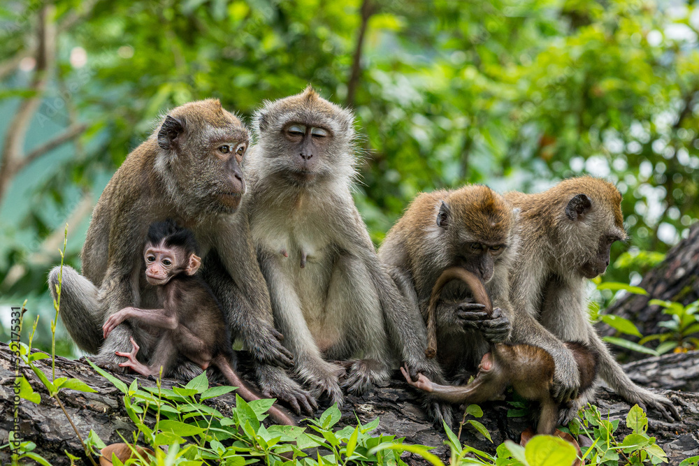 A family of long-tailed macaque monkey playing in the wild.