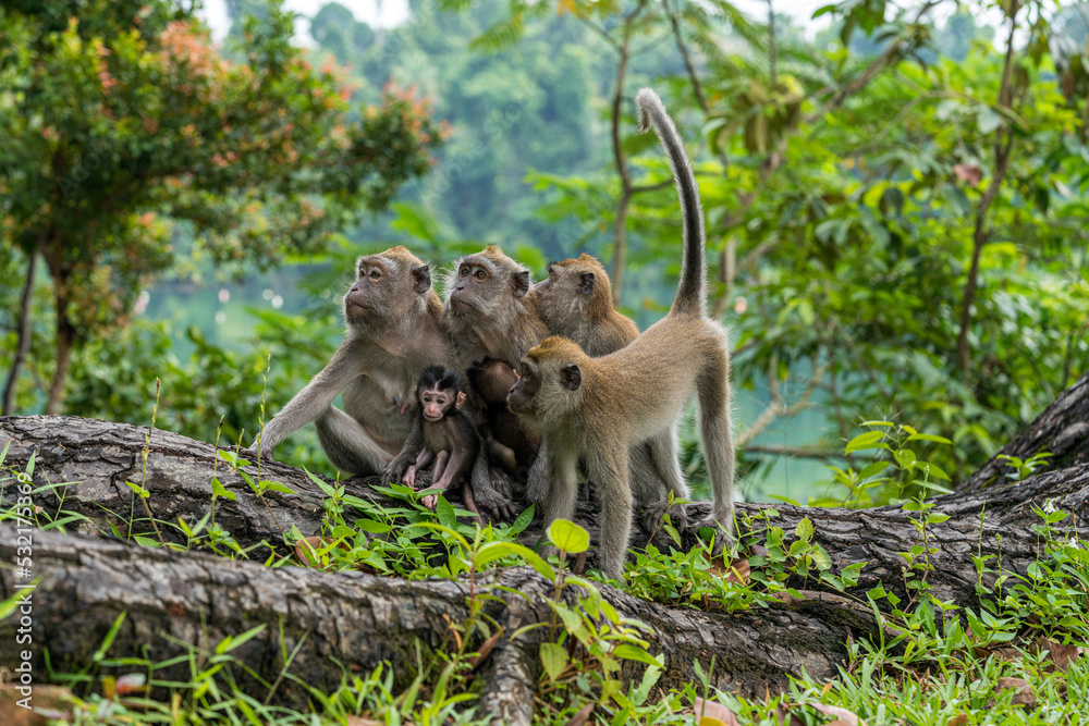 Fototapeta premium A family of long-tailed macaque monkey playing in the wild.