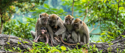 A family of long-tailed macaque monkey playing in the wild. photo