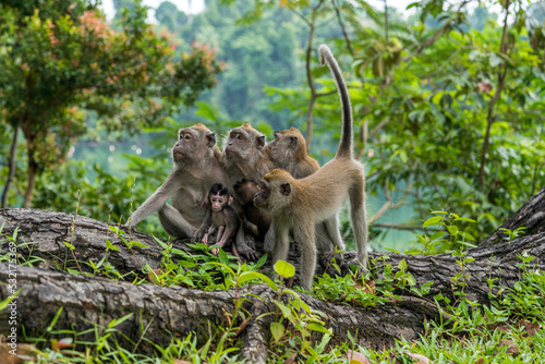 A family of long-tailed macaque monkey playing in the wild. photo