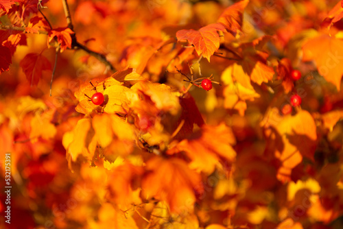 orange autumn leaves on branch. selective focus of orange autumn leaves. autumn season