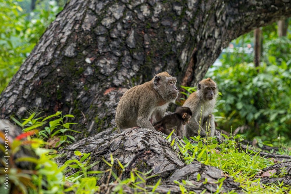 A family of long-tailed macaque monkey playing in the wild. A family of long-tailed macaque monkey playing in the wild.