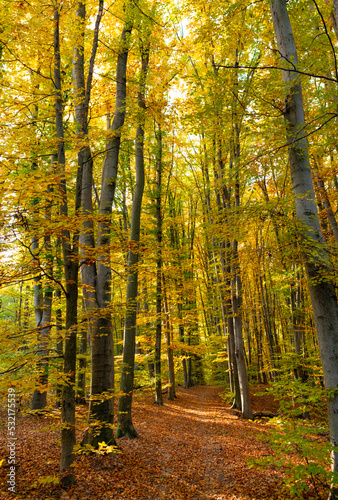 nature of autumn forest. forest nature way road in autumn season. seasonal nature in autumn forest