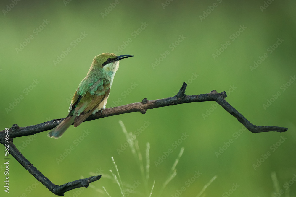 Fototapeta premium Green Bee-Eater, Little Green bee-eater, Merops Orientalis