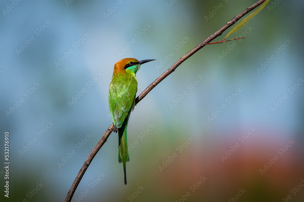 Obraz premium Green Bee-eater Birds