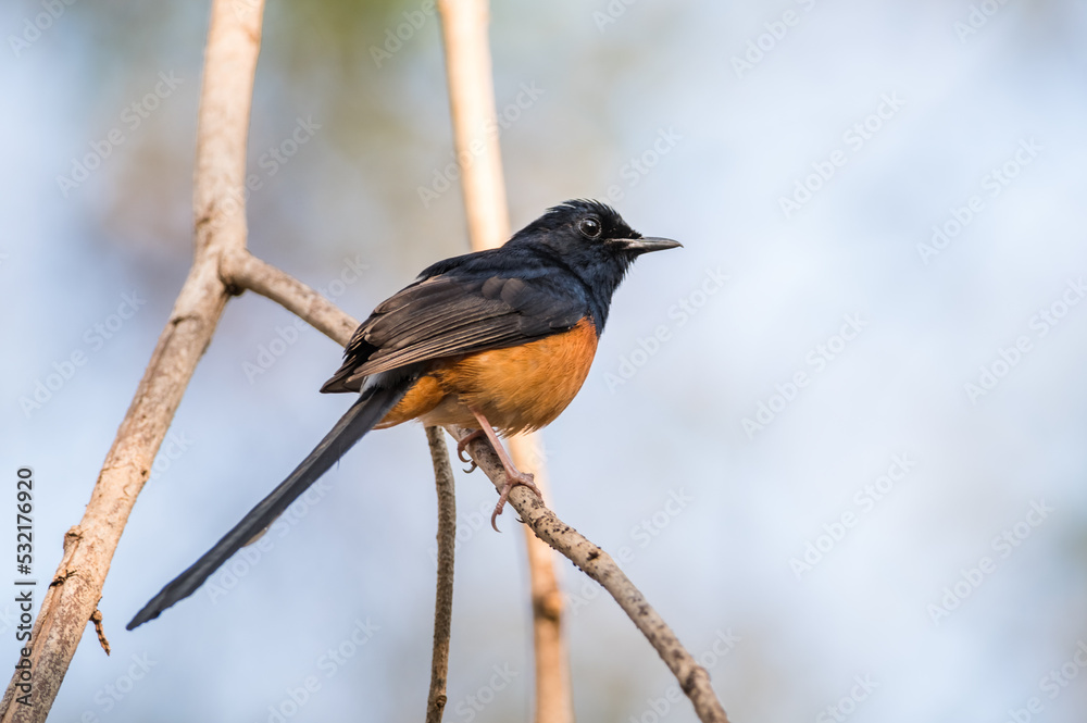 Fototapeta premium White-rumped Shama, Copsychus malabaricus