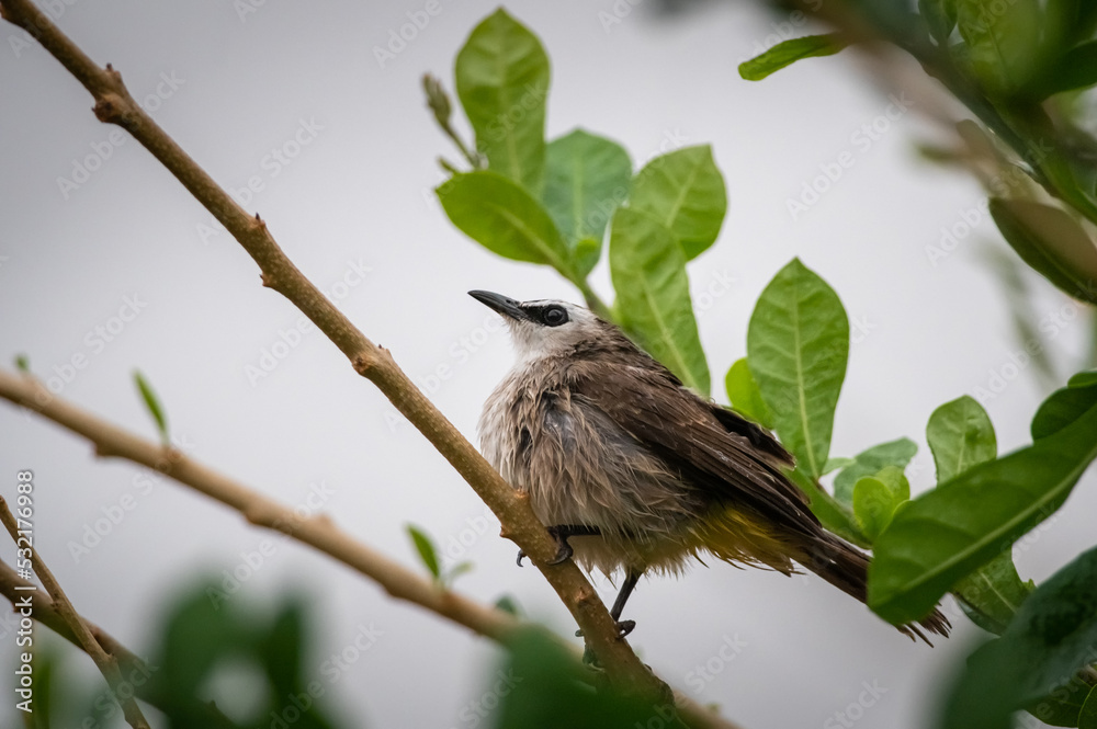 Obraz premium Yellow-vented Bulbul bird
