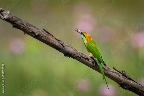 Green Bee-eater Birds
