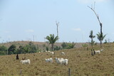 Área de queimada e desmatamento, que deram origem à pasto para criação de gado, às margens da Br-230, rodovia Transamazonica,no Sul do Amazonas 