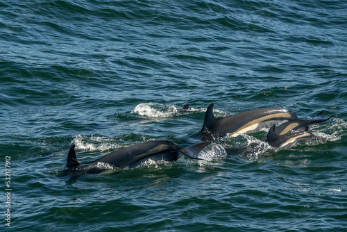atlantic white sided dolphins in cape cod whale watching Leucopleurus acutus