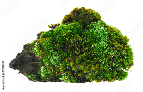 Green moss isolated on white background.