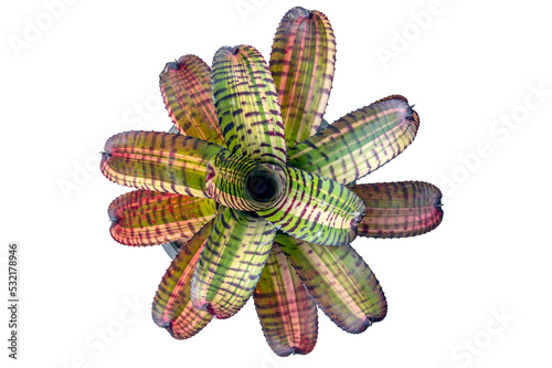 A beautiful neoregelia bromeliad hybrid plant with variegated leaves, red bars and stripes in a tiger pattern, flushed red, with dark tips and dark spines 