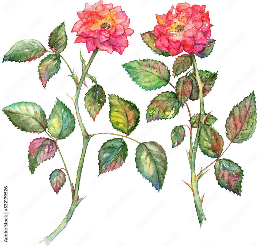 Pair of watercolor pink roses isolated clip art Stock Illustration