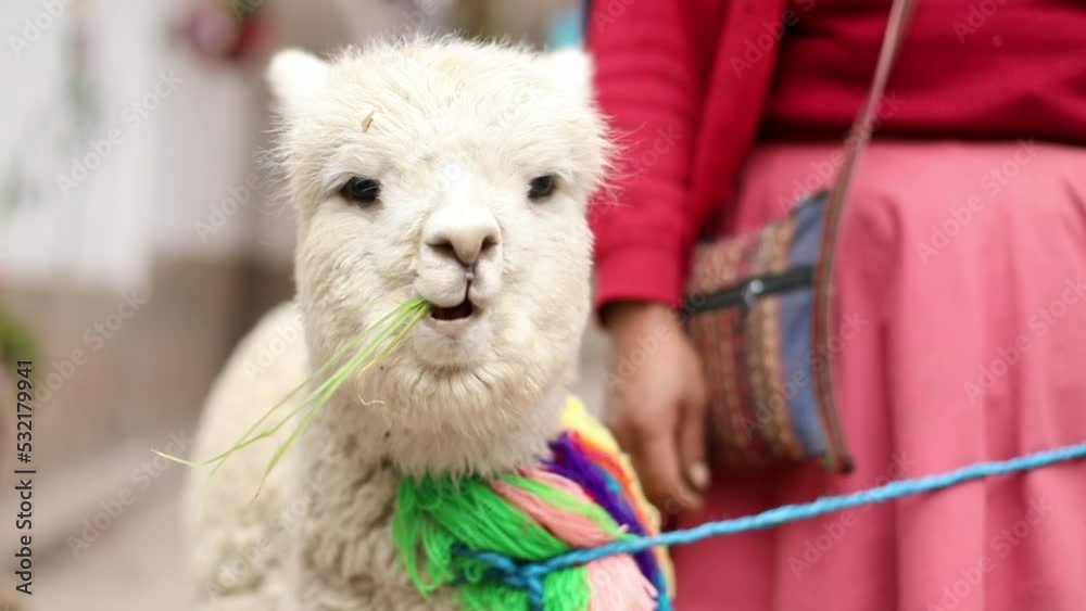 llama eating in peru
