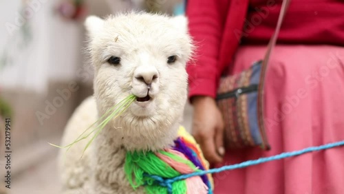 llama eating in peru