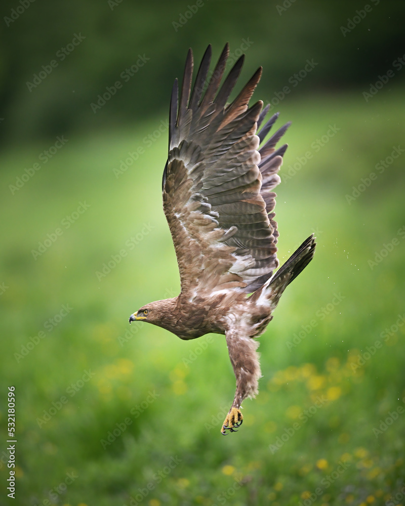 Fototapeta premium Lesser spotted eagle start to flying over the green meadow
