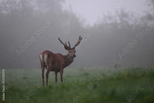 Fotobehang Red deer stag displaying in the meadow in the forest in early morning fog
