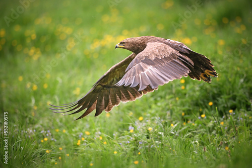 Lesser spotted eagle start to flying over the green meadow photo