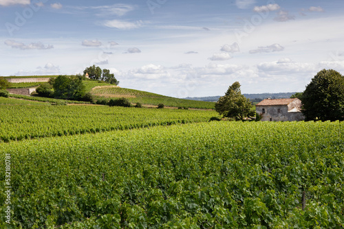 Fotografia Winery and vines in St Emilion French village